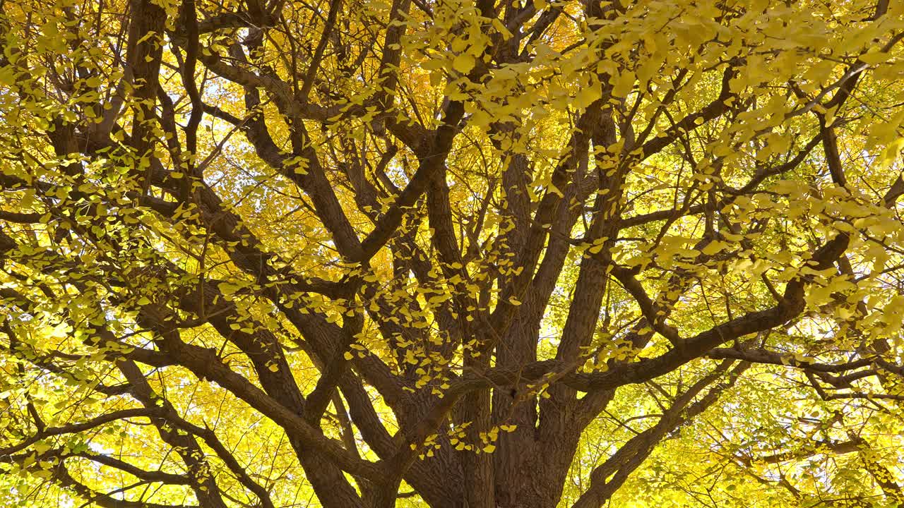 A large and impressive ginkgo tree, its golden leaves illuminated by the autumn sunlight, fills the frame with its majestic presence.