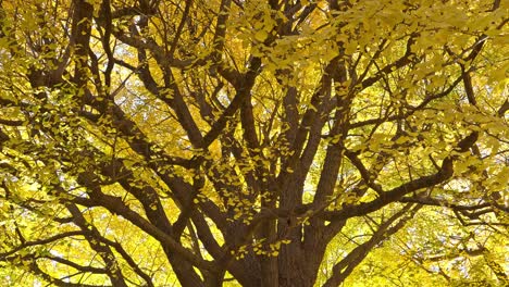 a large and impressive ginkgo tree, its golden leaves illuminated by the autumn sunlight, fills the frame with its majestic presence.