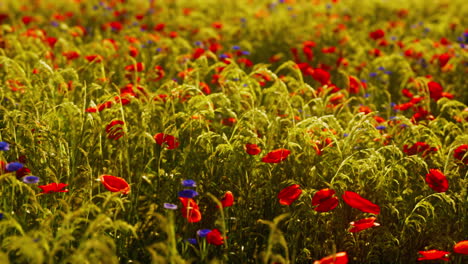 wild flower mix with poppies