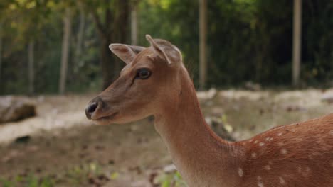 retrato de una gamo hembra en un bosque en medio de italia