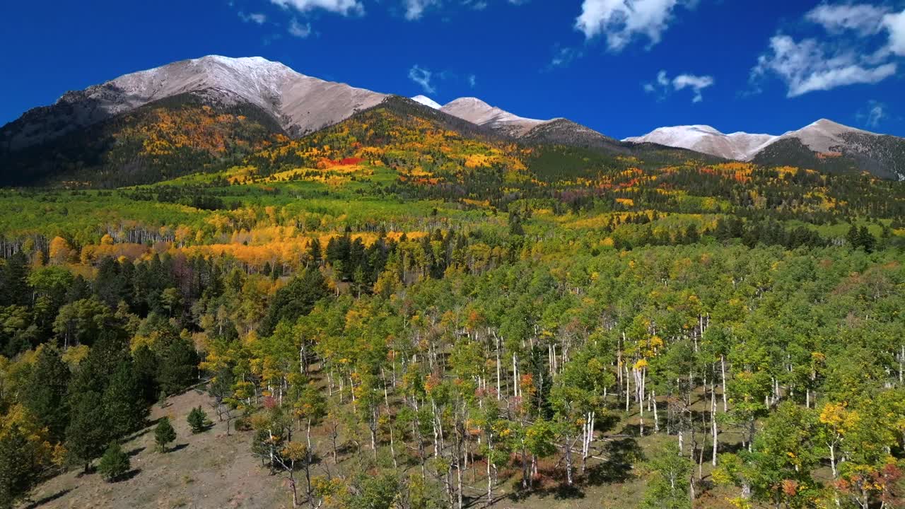 Mount Shavano Tabeguache Peak Colligate Swatch Range Salida Buena Vista aerial drone Colorado fall autumn Aspen Trees color yellow orange morning sun blue sky San Isabel National Forest forwards pan