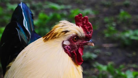 close up view of rooster's head with green bokeh background