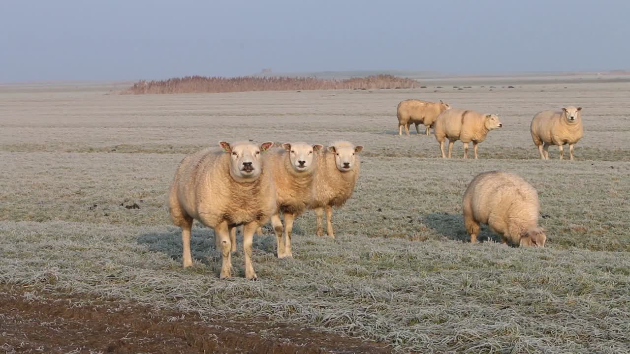 wadden 바다 옆 서리 덮인 초원에 양 떼