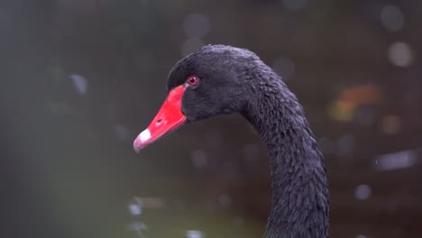 closeup black swan floating on a pond. the weather was drizzling.
