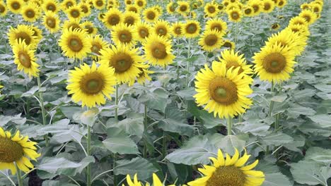 cerca de los campos de girasoles con flores en flor como el sol que brilla en las granjas orgánicas