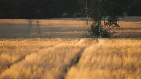 a golden field of ripe wheat lit by the warm setting sun