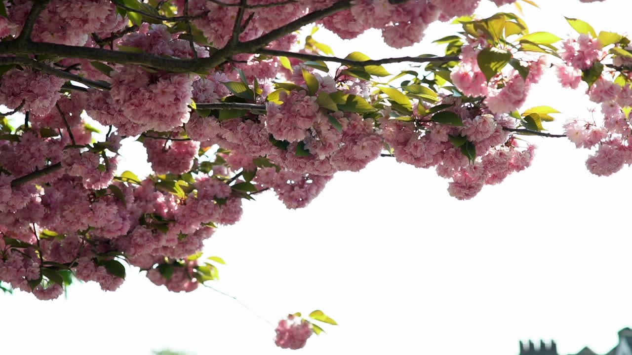 cámara lenta de una flor de cerezo que acaba de florecer durante la primavera, brisa de viento a través de los pétalos rosas