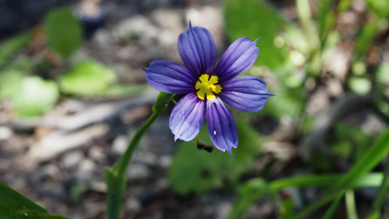 The Bermudiana (Sisyrinchium bermudiana), Bermuda's national flower, is a small member of the Iris Family.