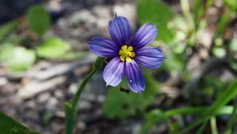 the bermudiana (sisyrinchium bermudiana), bermuda's national flower, is a small member of the iris family.