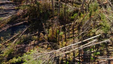 aerial view over pine trees damaged by cyclone