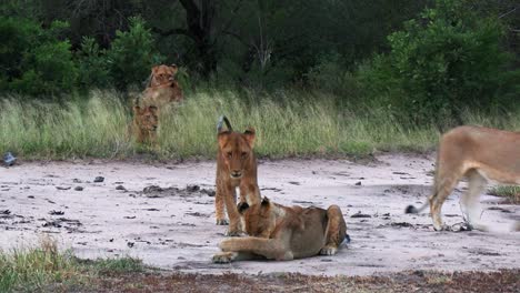 african wildlife of playful lion cubs walk, lie down and cuddle on ground