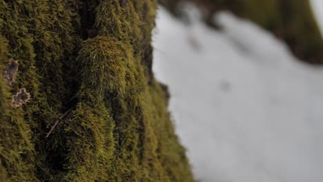 mushrooms hidden under moss on the bark of a tree in the forest