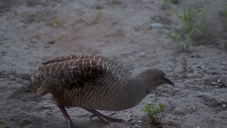 Grey-francolin-eating-food