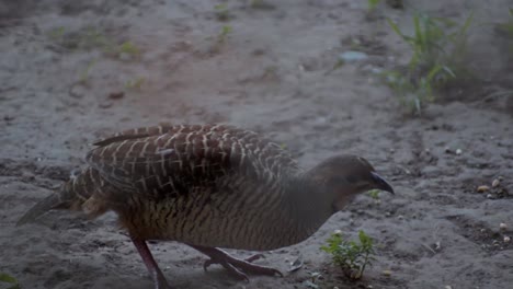francolín gris comiendo comida