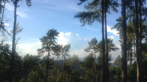 Pine-trees-and-sky-view