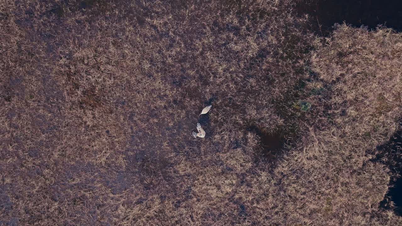 Top Down View Of Cranes In Swamp - Drone Shot