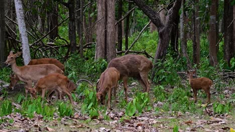 Der-Eldhirsch-Ist-Aufgrund-Von-Lebensraumverlust-Und-Jagd-Eine-Vom-Aussterben-Bedrohte-Art