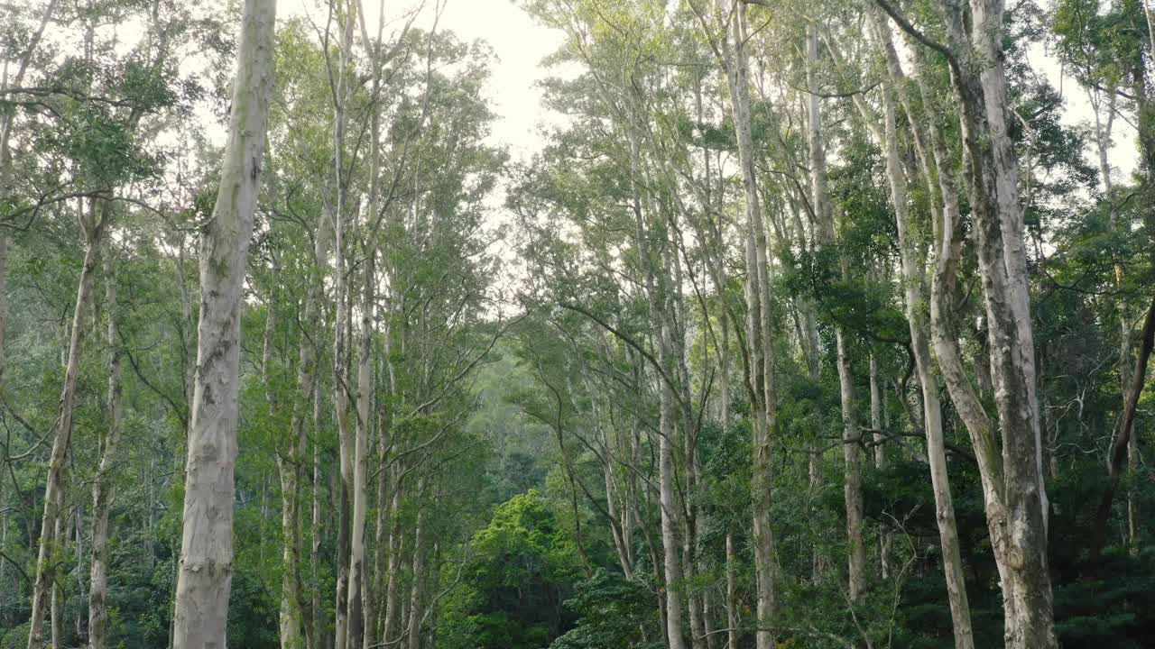 A Walk Through a Lush Forest of Tall Trees