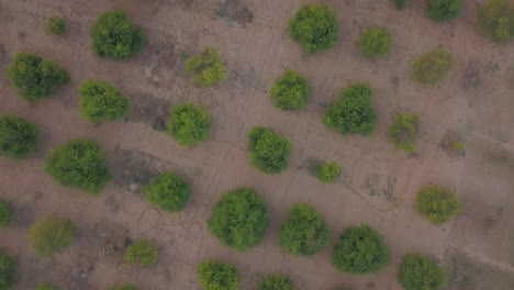 Top-Down-Shot-Of-Bright-Green-Trees-On-The-Vast-Barren-Land-In-Rajasthan,-India---aerial