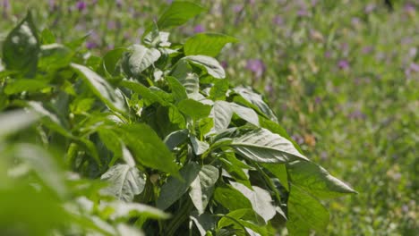 Red-chili-pepper-plant-without-peppers-in-a-garden-in-Romania