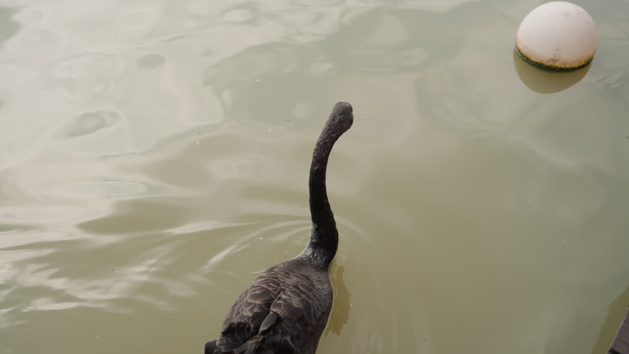 Dark bird ripples. Black duck gliding across cloudy lake surface. Elegant black swan with crimson beak on gloomy water. Lone black swan with red beak moves through shadowy lake environment