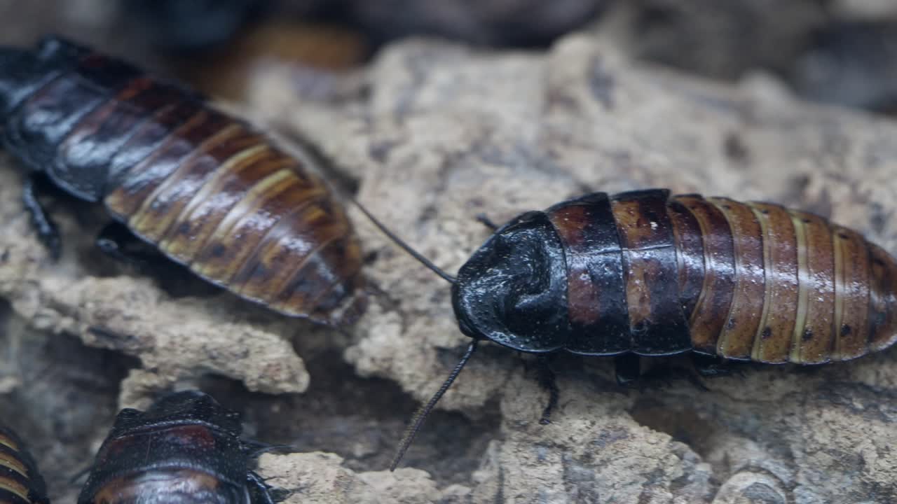 Madagascar Hissing Cockroaches
