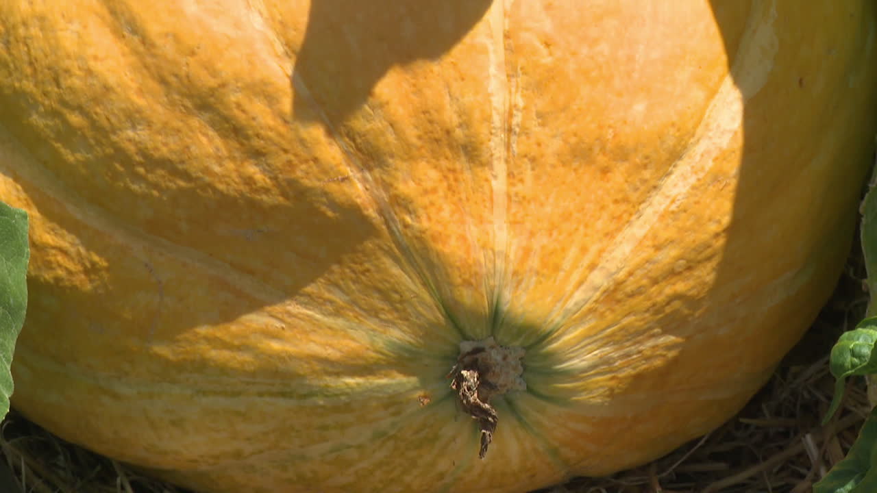 Large Yellow Pumpkin in a Garden