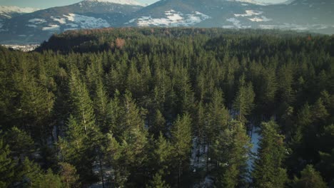 drone disparado en el bosque de los alpes, austria