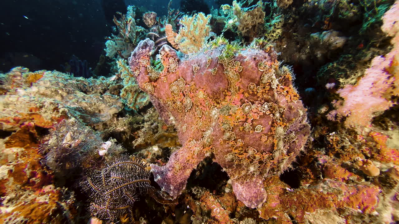 Painted frogfish motionless on the coral reef. Despite its vibrant color, it is so well camouflaged that it could be mistaken for part of the reef, were it not for its mouth, which opens and closes