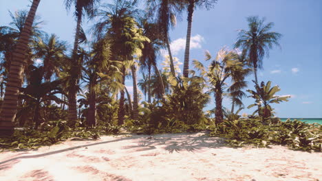 miami south beach park with palms