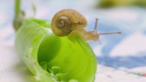 Macro-shot-of-a-snail-on-a-pea-pod,-on-a-kitchen-table