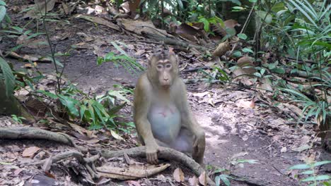 macaco hembra de cola de cerdo en su hogar en el desierto tropical