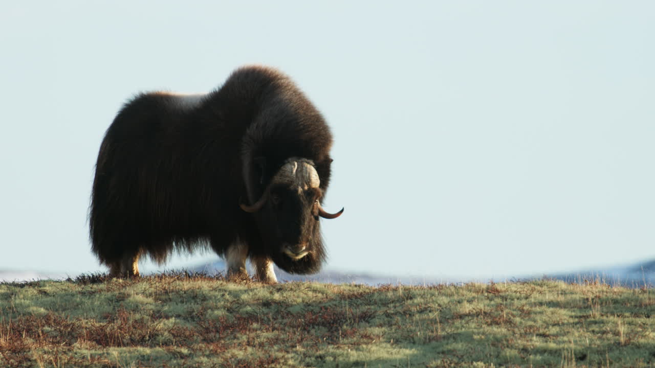 Musk oxen bull shake head and look at camera in sunlight glow on Dovrefjell