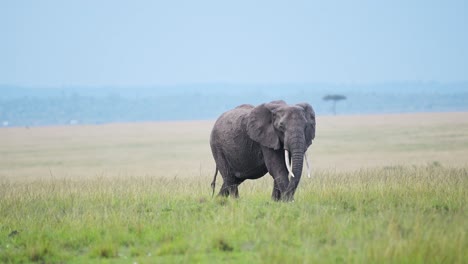 Slow-Motion-Shot-of-Lonely-Elephant-walking-and-grazing-colourful-green-African-plains-of-Africa,-Wildlife-in-Maasai-Mara-National-Reserve,-Kenya,-Safari-Animals-in-Masai-Mara-North-Conservancy