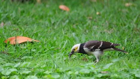 A-part-of-a-plant-sticking-to-its-bill-then-continues-to-dig-for-worms,-Black-collared-Starling-Gracupica-nigricollis,-Thailand