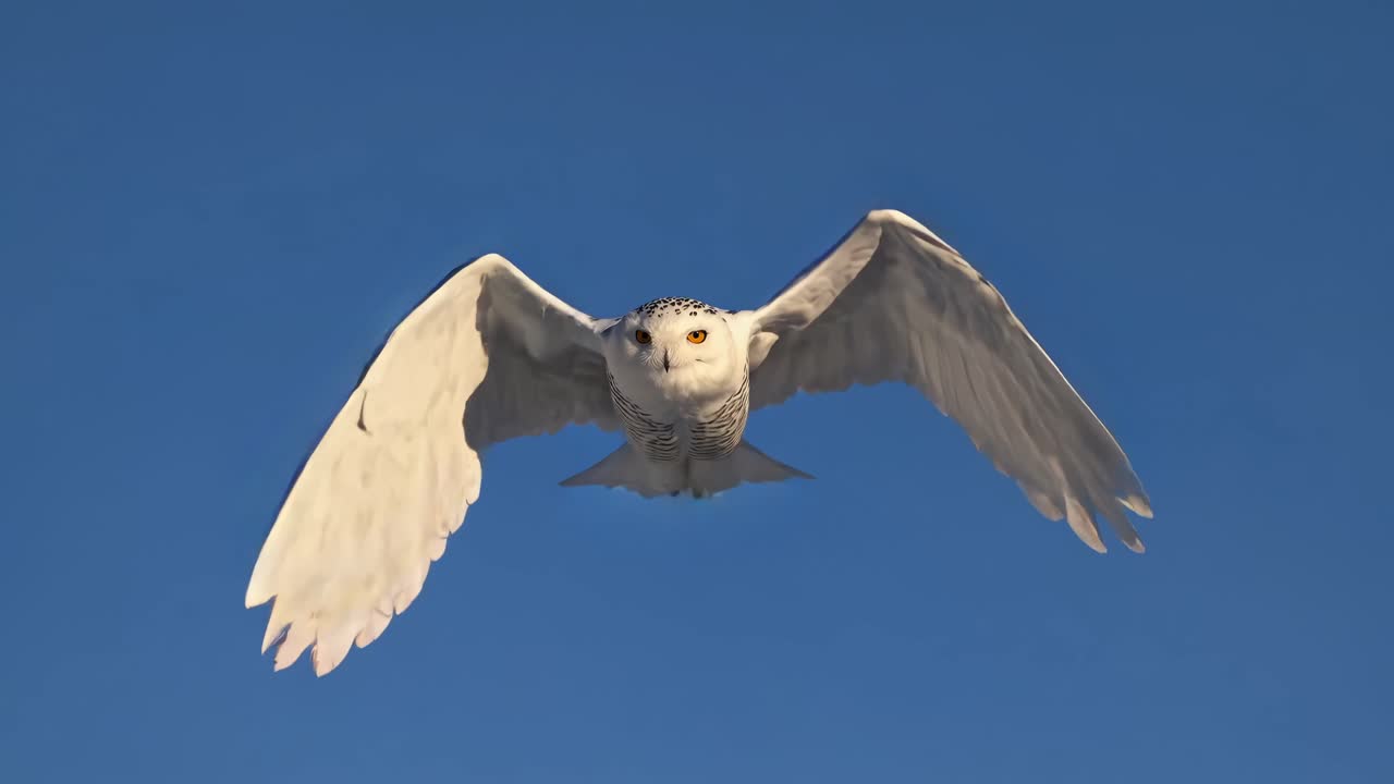 A snowy owl captured mid-flight against a clear blue sky, with a frontal camera angle