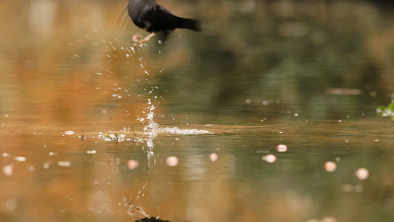pájaro negro bebiendo en un estanque en otoño