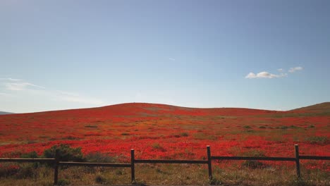 super bloom of 2019, amazing poppies that are blooming in antelope valley, ca