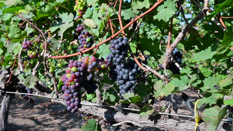 primer plano de uvas de vino tinto entre las hojas en el cultivo de viñedo listo para ser cosechado-2