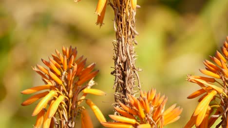 Details-Einer-Blühenden-Afrikanischen-Aloe-Pflanze