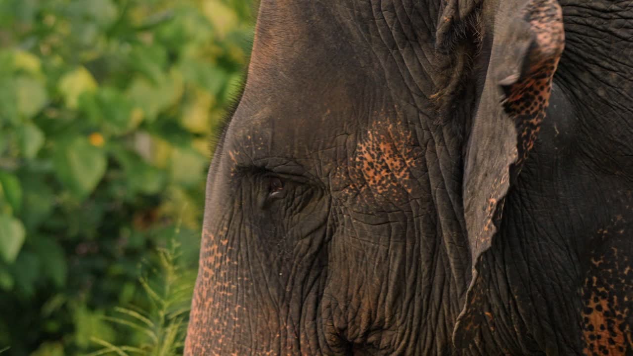 ntimate close-up footage of Asian elephants in the dense jungle of Sri Lanka during sunset.