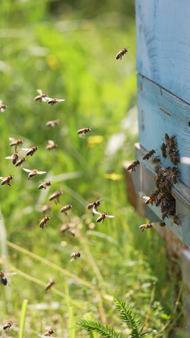 Bees flying arround the beehive. Close up of swarm honey bees flying around beehive. Vertical video