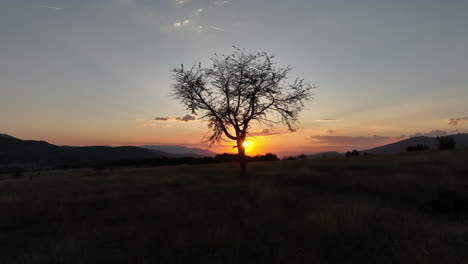 sunset behind a lone tree on a mountain plateau