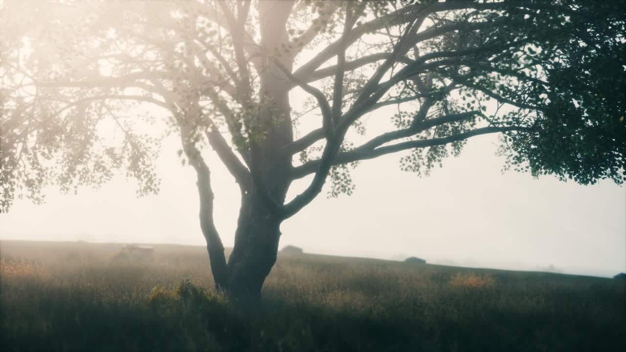 아름다운 큰 나무 가 있는 아프리카 풍경