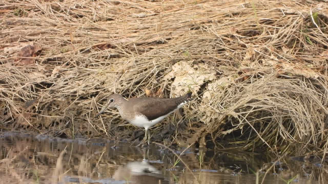 pájaro playero en el área del estanque