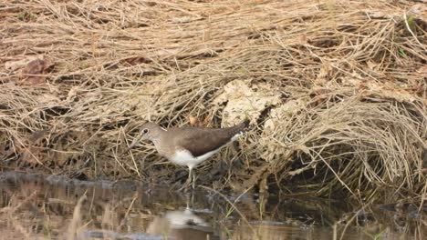 Sandpiper-bird-in-pond-area-