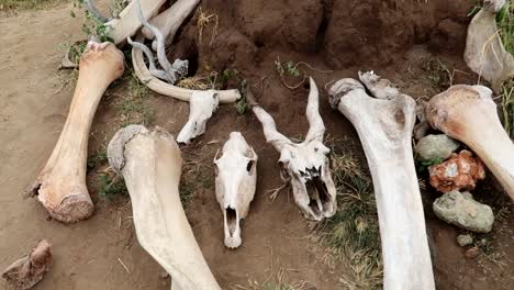 african wild animal bones and skulls on the ground in the african savannah