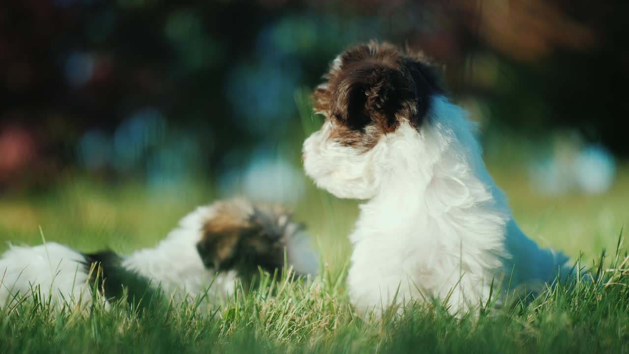милые щенки играют в зеленой траве.