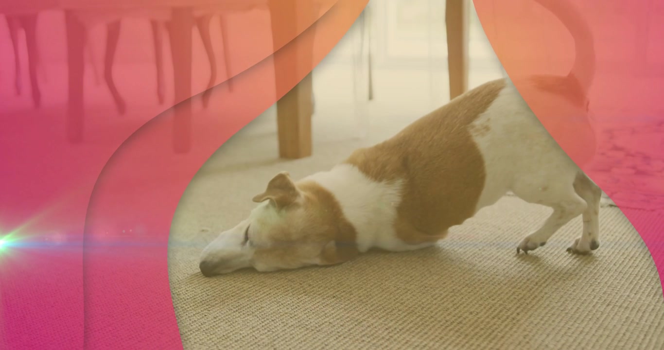 Cane che si alza dal riposo e si stira leggermente su un tappeto, con una coperta per animali che scivola di lato rivelando il cane in cerca di comfort