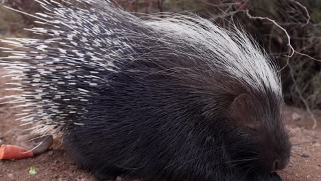 african porcupine eating food scaps closeup slomo